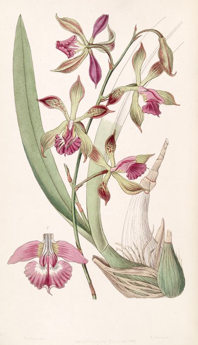 Encyclia plicata (as syn. Epidendrum plicatum) by Miss Drake
